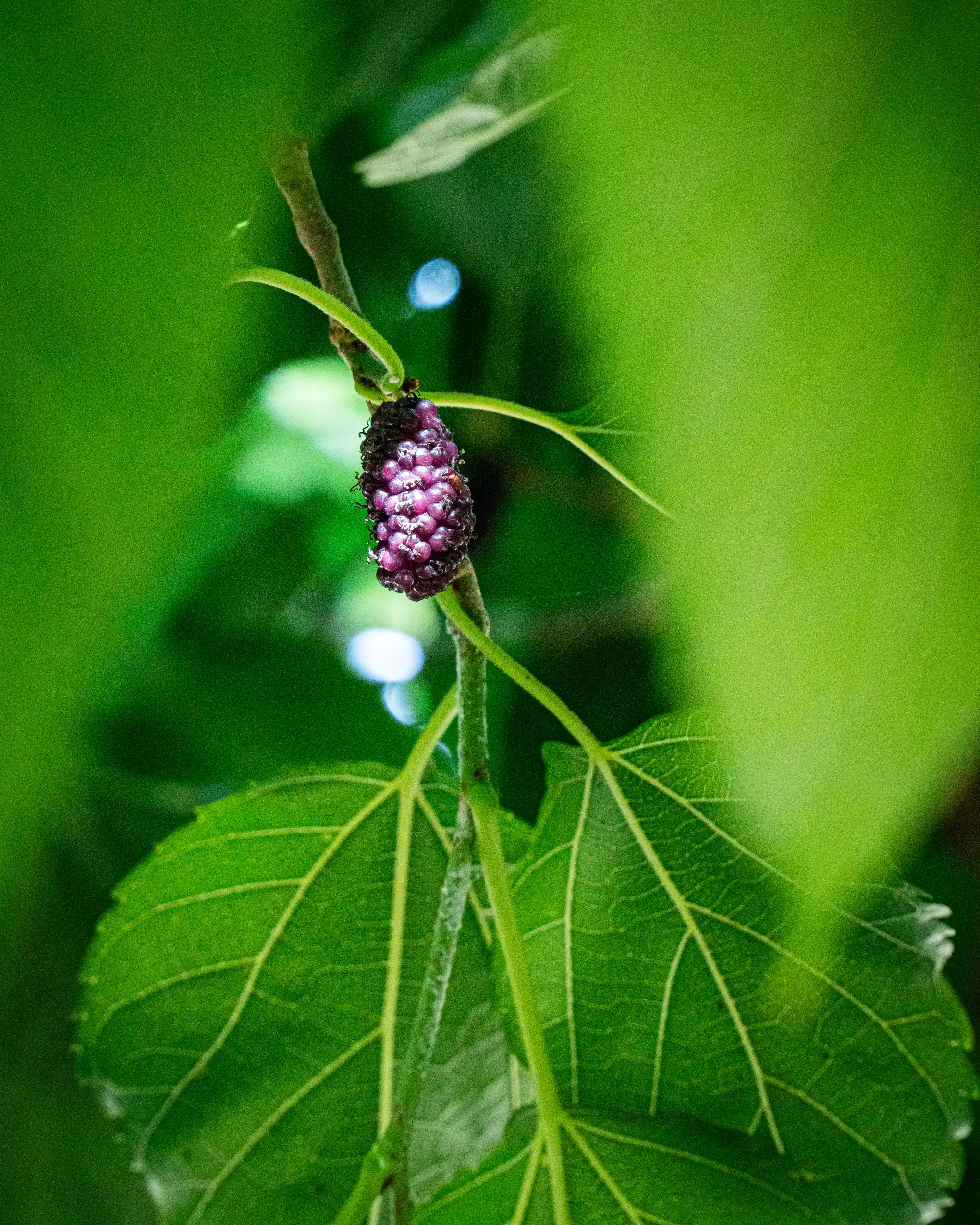 Raccolta tradizionale dei prodotti
