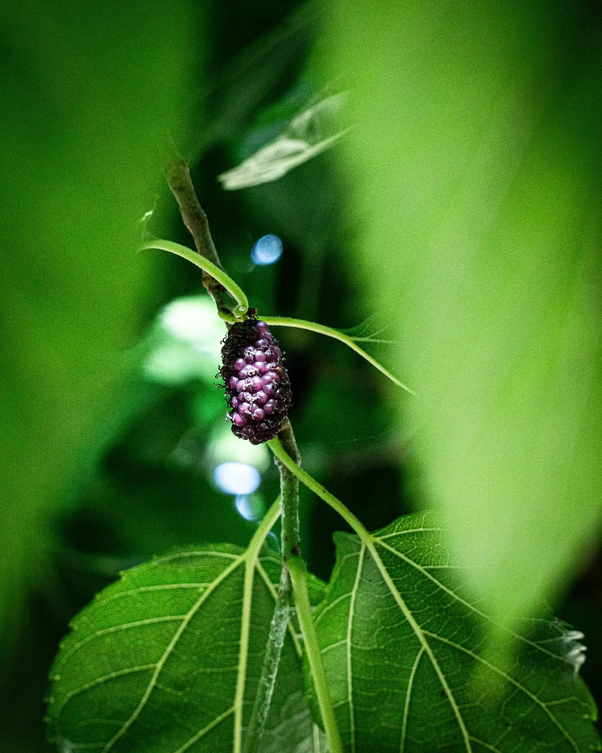 Campi coltivati dell'azienda San Felice