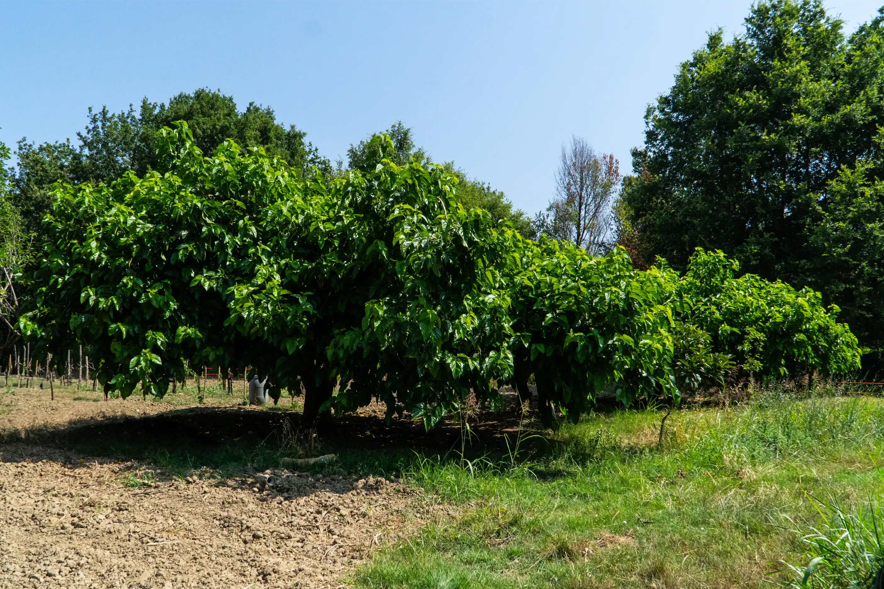 Coltivazioni biologiche certificate