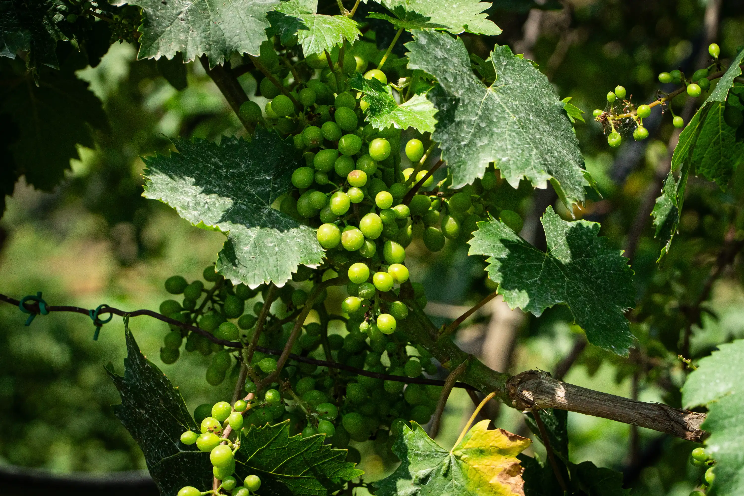 I nostri prodotti biologici - Ceci di Cicerale