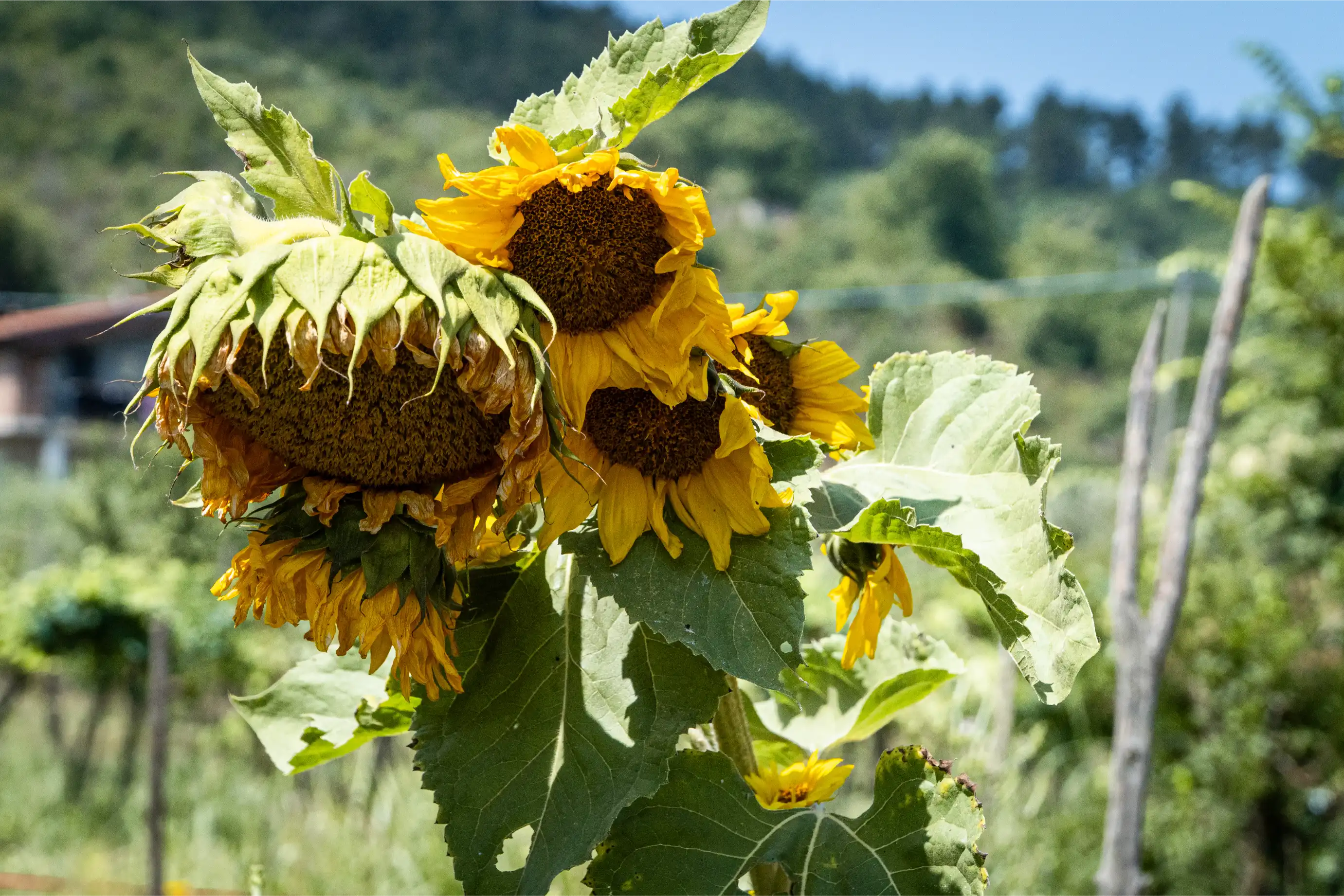 Fattoria Didattica - Bambini imparano l'agricoltura biologica