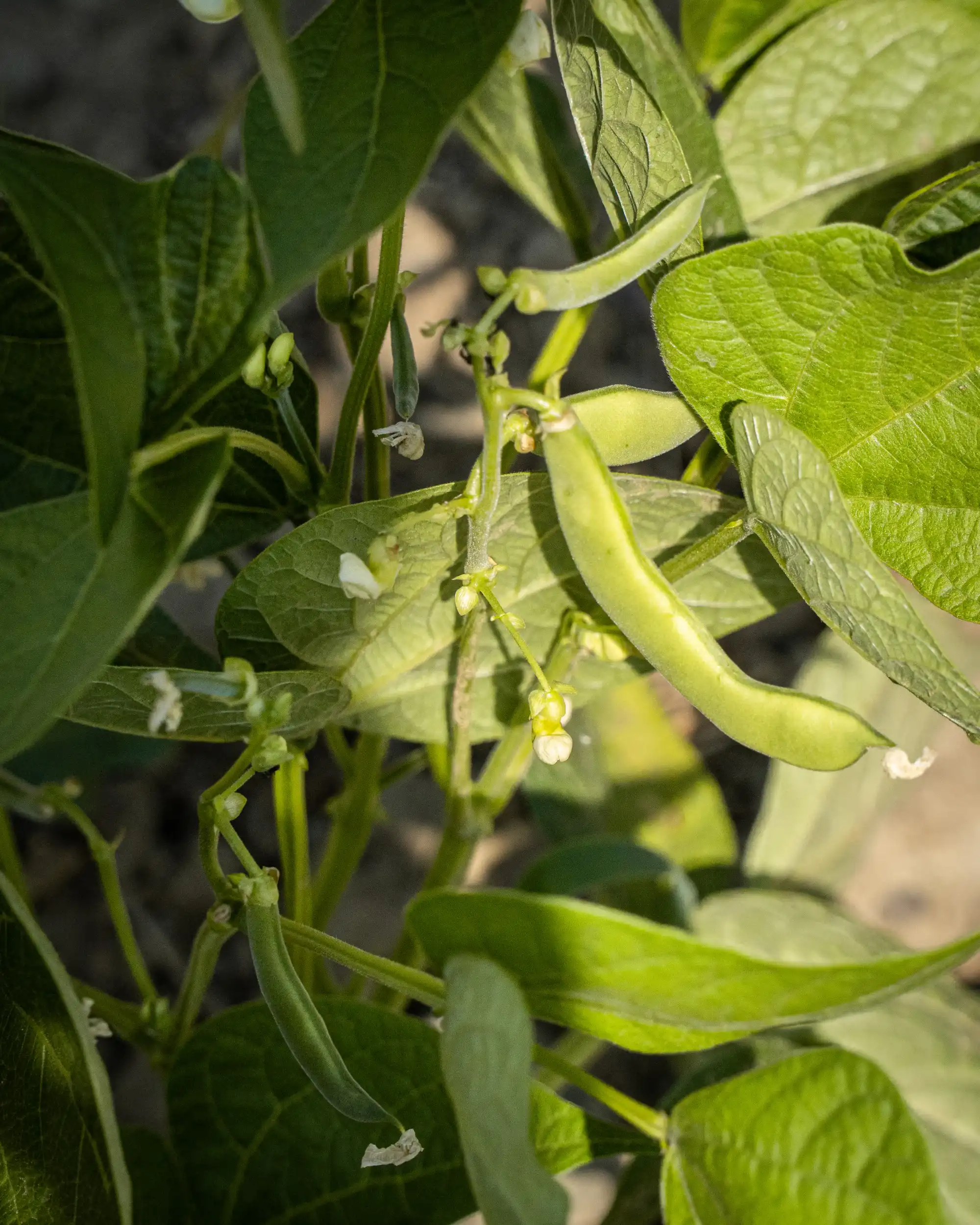 Fico Bianco del Cilento DOP - Essiccazione tradizionale