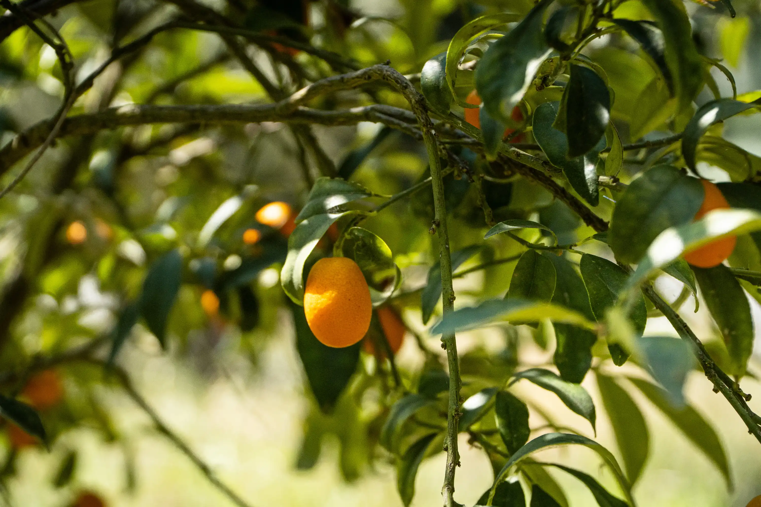 Laboratori alimentari - Bambini preparano il pane
