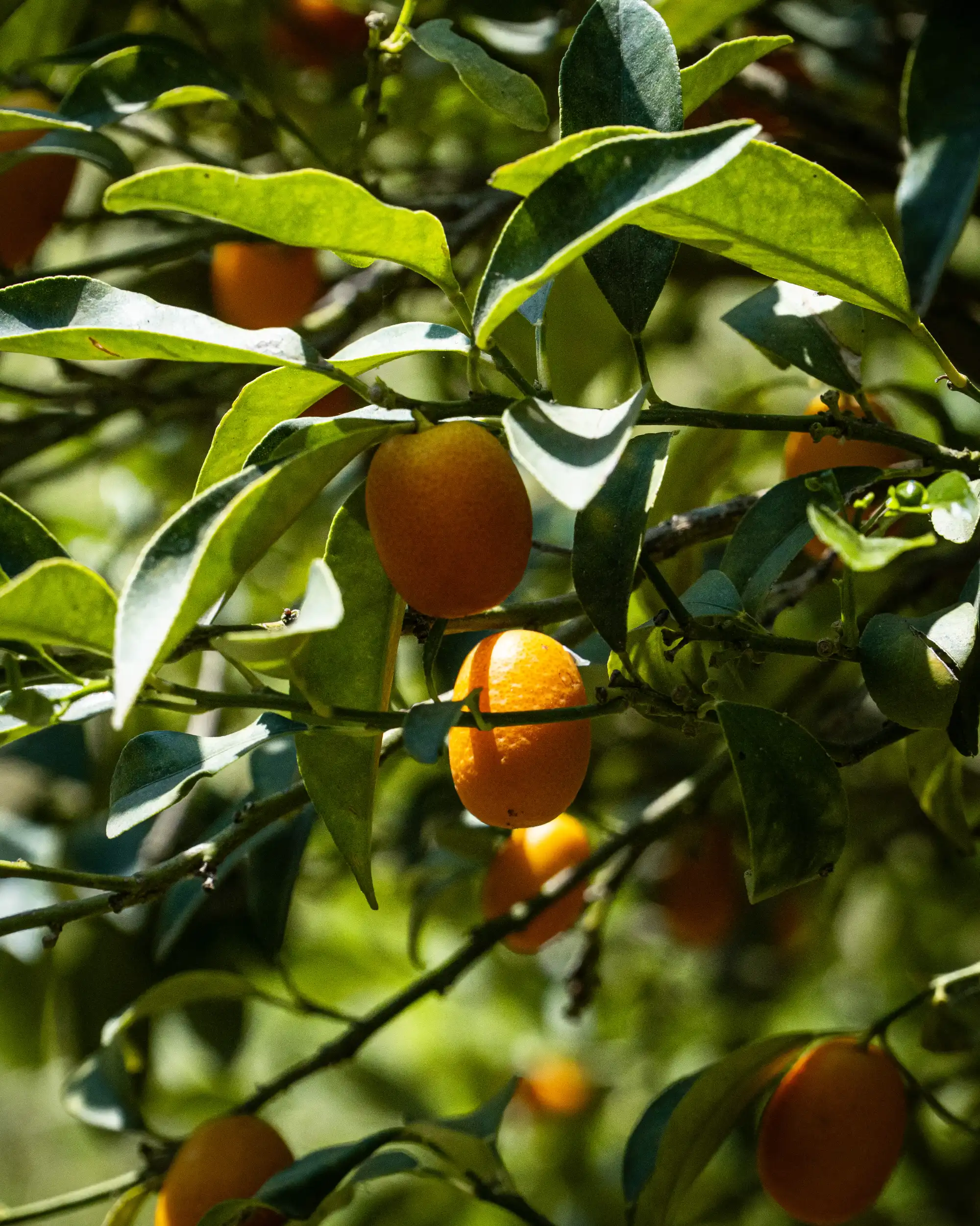 Educazione ambientale - Bambini nell'orto didattico