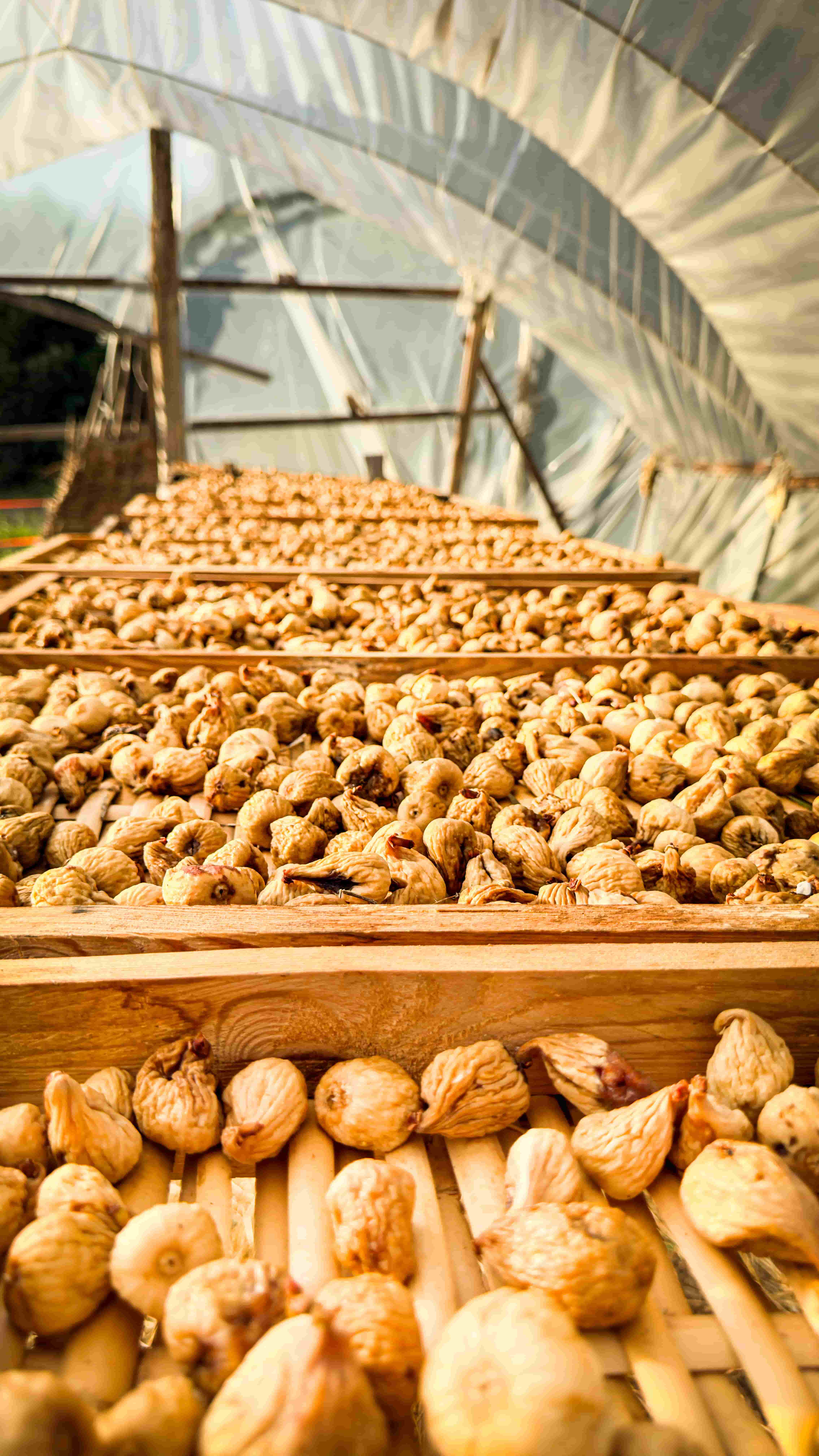 Fico Bianco del Cilento - Essiccazione tradizionale su grate